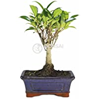 Los mejores  - Bonsai - Ficus- 5 Años (Bonsai Sei - Ficus Retusa)